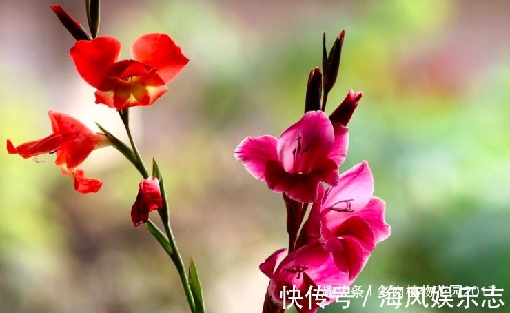 腐生兰|秋天兰花有性格，养护时需要注意些，开花不断