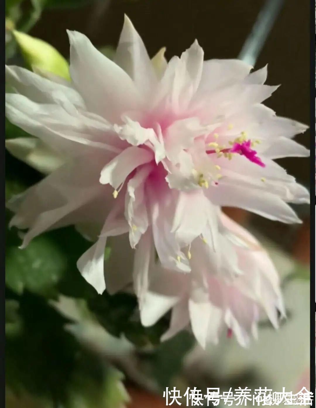 水仙|上万块的蟹爪兰，开花像烟花，养过的人不多