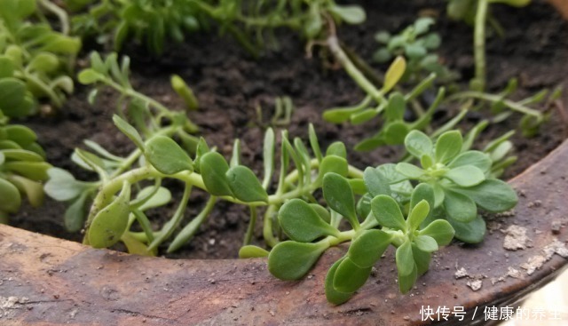 河边一“野草”,栽进花盆中,2个月爆盆,长大就成“心肝宝贝”!