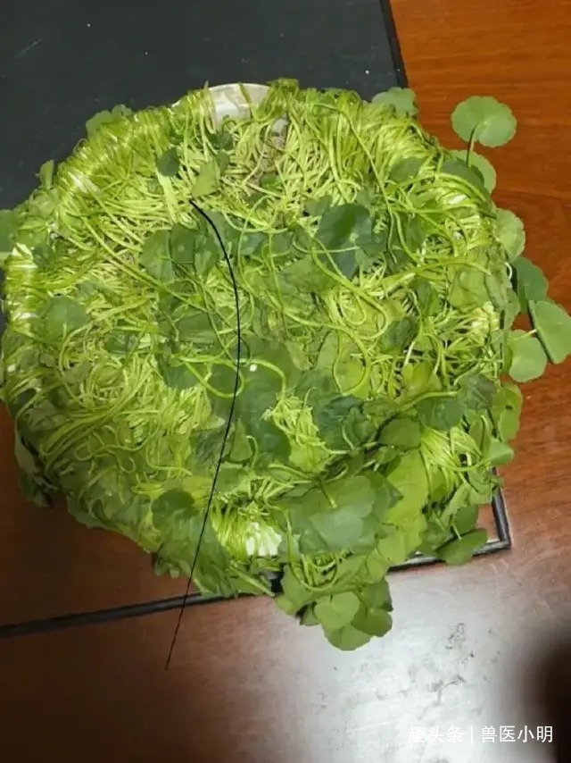 桌子上的花一晚上都蔫巴了,查看监控后不想说啥了真会挑地方呀