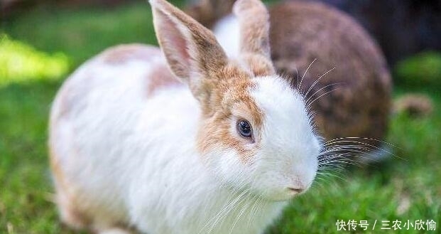 经典|俗语“兔子不吃窝边草”什么意思? 其实下半句更经典, 你知道吗?