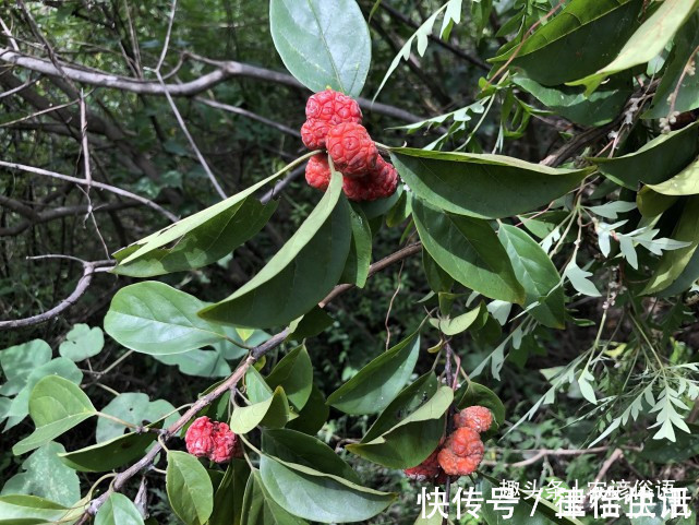 五树&俗话说“院中栽五树,子孙一直富”,啥意思指的是哪五种树