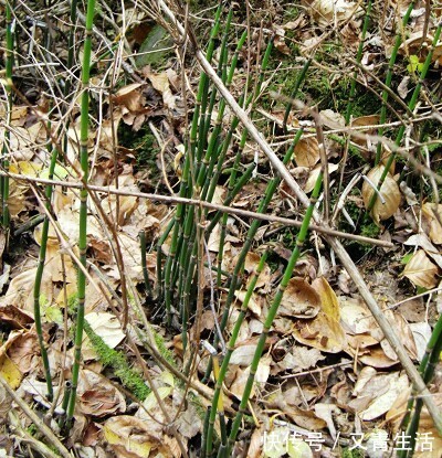 野草|农村一种野草,被称为“节节木贼”,价值珍贵,若是遇见,请珍惜