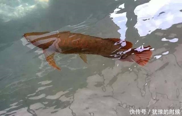 鱼缸和池还可以这样结合?只能说很有想法,有钱我也搞一个!