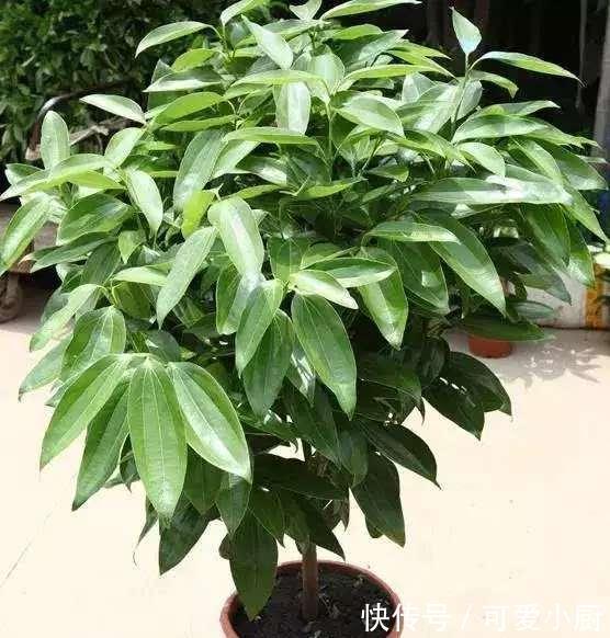 懒人养植的盆栽,一个月浇次水都没问题