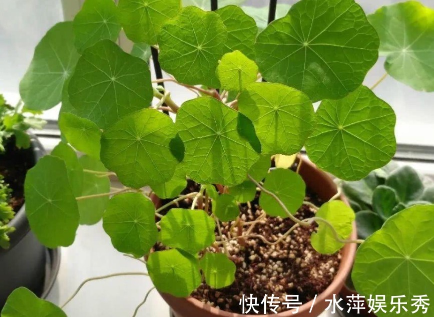 好看又好养的旱金莲，盆栽抓住这4个要点，花墙、花帘子全有了