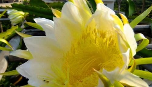 减肥瘦身|女性要皮肤好，常吃几种食物，减肥瘦身，清肠通便，早吃早好