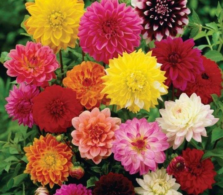 庭院选这几款花,花姿妖娆,惊艳如花球,美翻了