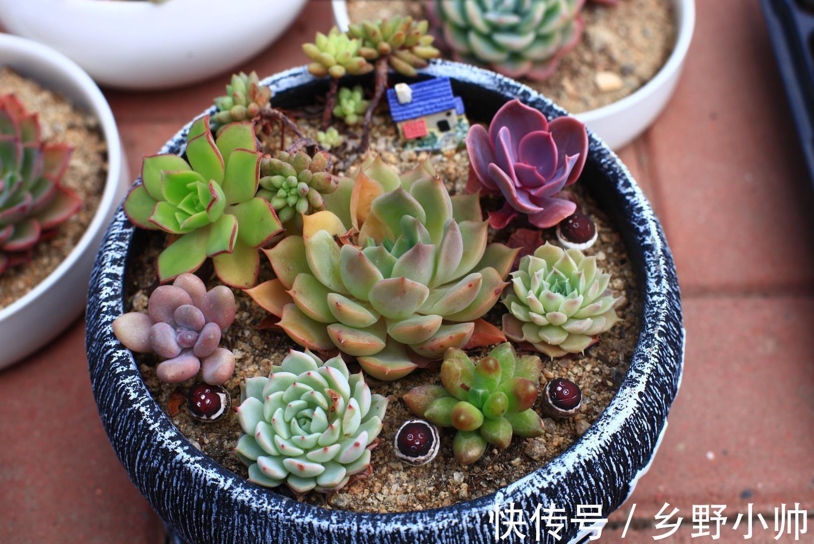 橙梦露|美肉盘点, 越胖越好看的多肉品种,每个人都希望养的肥肥的