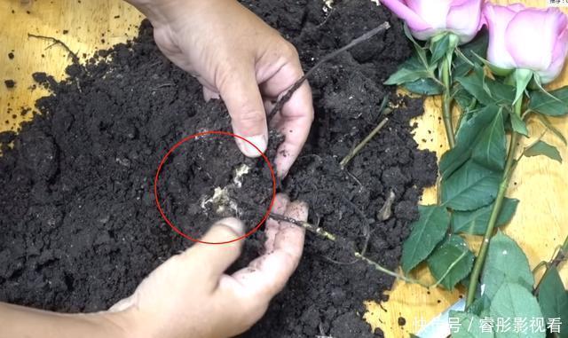 枝条|至今还有人“炒作”土豆扦插月季,实操后发现,土豆长得真不错