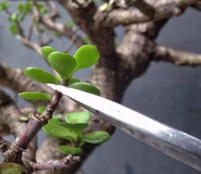 小技巧|3个养花“小技巧”,越早知道越好!养花百分百成活,1分钟学会