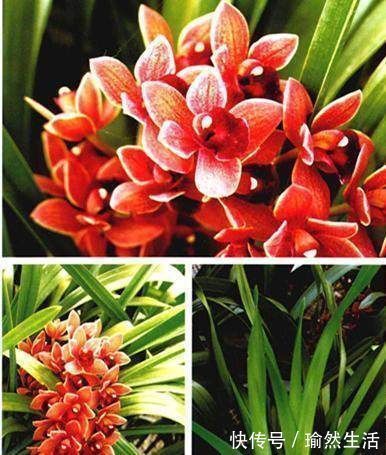 这2样东西放兰花水里，兰花用了，长的猛快