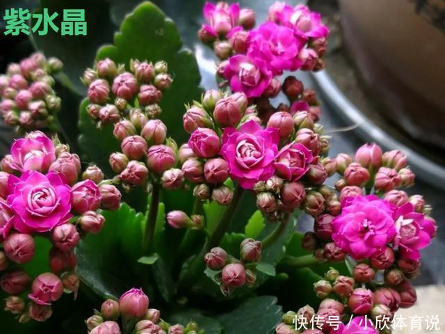 这种花品种多，花型好，养了你就爱上了！