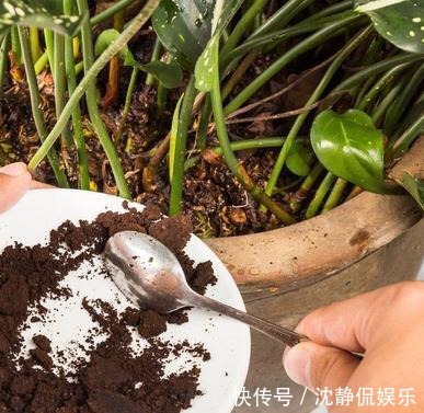 营养物质|成为养花高手，记得别做“3件”错事，几乎啥花都能养“爆盆”