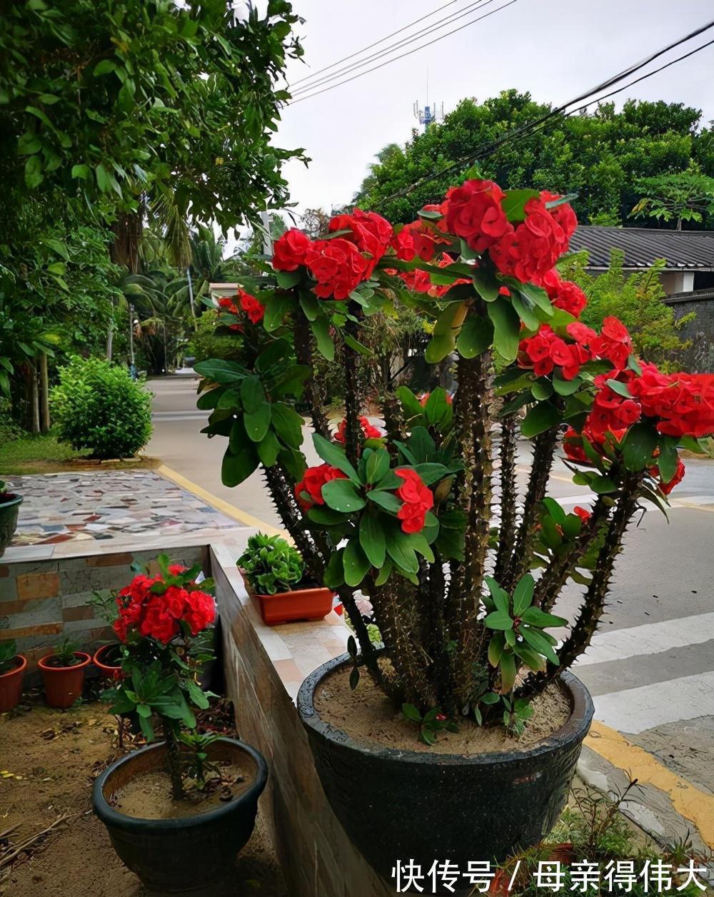 6种“懒人花”,看着很普通,养着很“实惠”,养得越久越觉得好