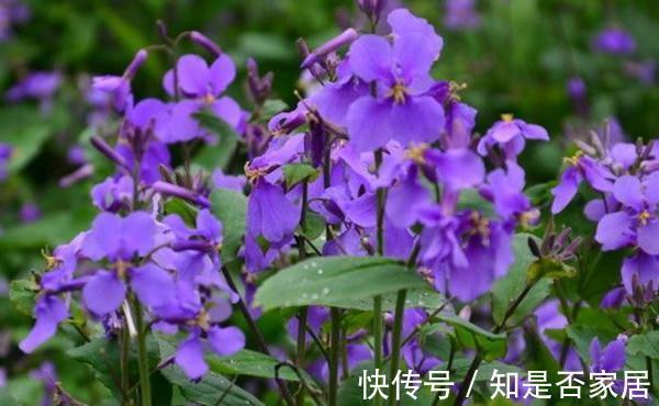 养花试试这几款,一花多色,红白相间,绚丽夺目