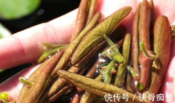 长在水里的一种野菜 老人称植物中的 锌王 只有南方池塘才有 快资讯