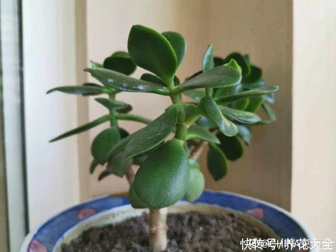 10种花要控水,天热反而不能浇,一浇水就死