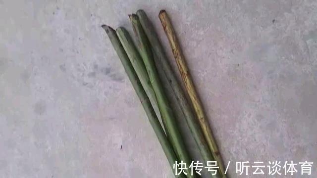 好东西|路边捡点“好东西”，拿回家养花，花长得特壮