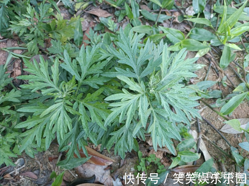 益母草|6种农村常见的野菜,比青菜还好吃,营养价值高,家乡人都喜欢吃
