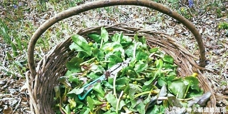 驴蹄菜|河边一种“黄花菜”,以前当杂草,如今30元1斤别错过