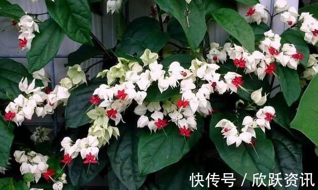 2色|一种新型花卉“龙吐珠”,1朵花开2色,开花一串串,高贵寓意好