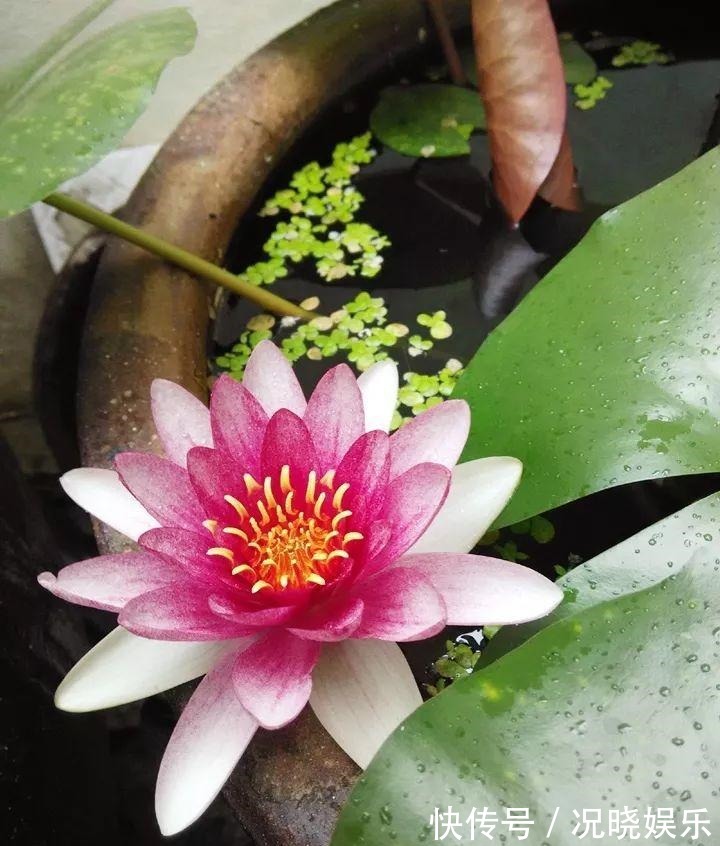 种花|30斤的大水缸,拿来养花成宝贝,怪不得都抢着要