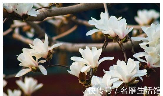 北方地区|4种“漂亮花”,能活一百年,长寿又富贵,越养越值钱