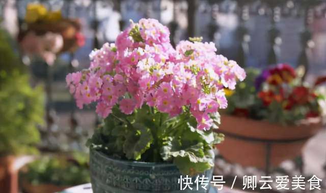 在市场买花，要记住“四不买”，养花再也不踩坑，养好也是挺简单