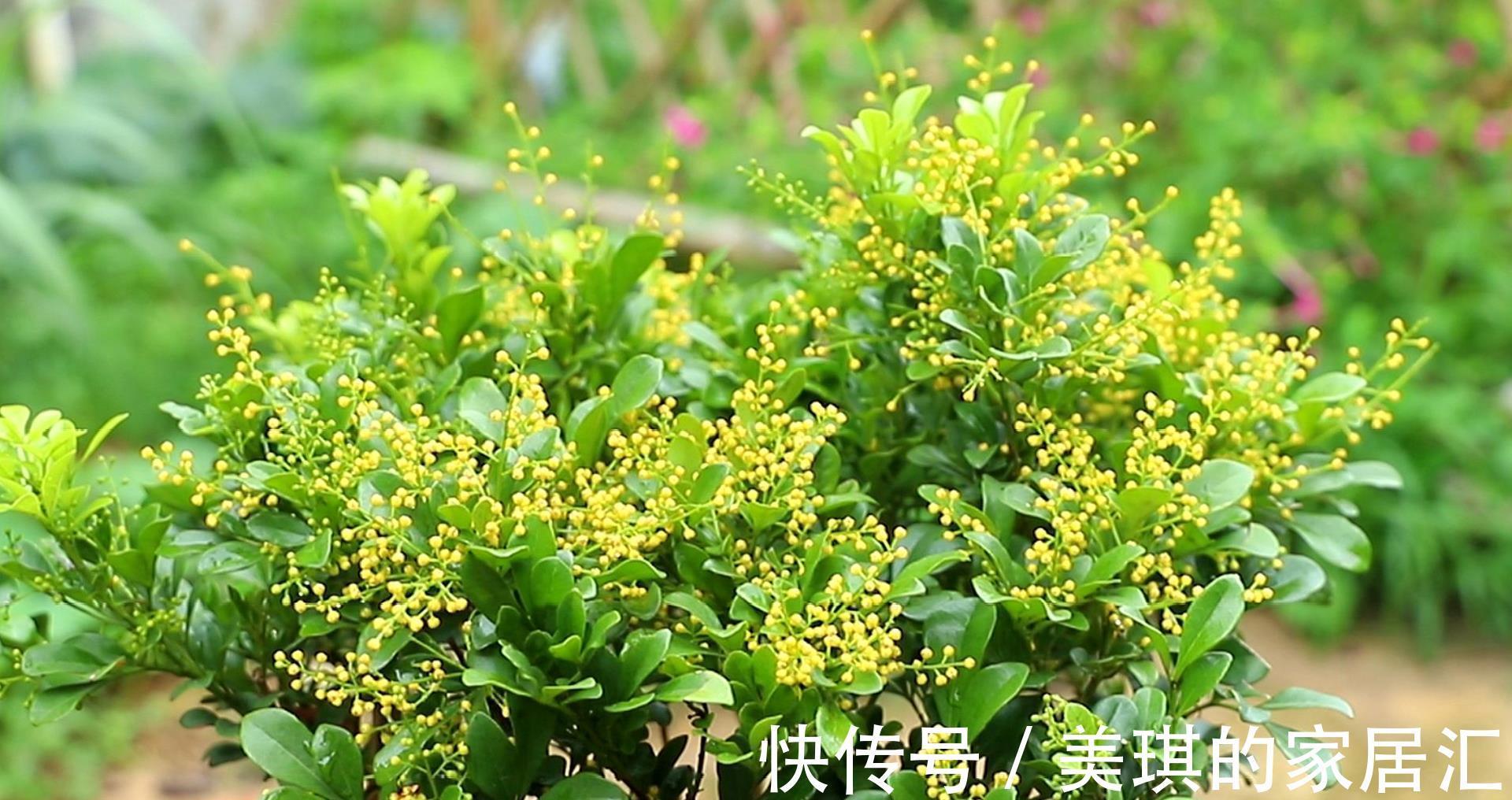 光照|想要米兰长大一圈，几点养护要做好，不仅长得快，还能持续开花