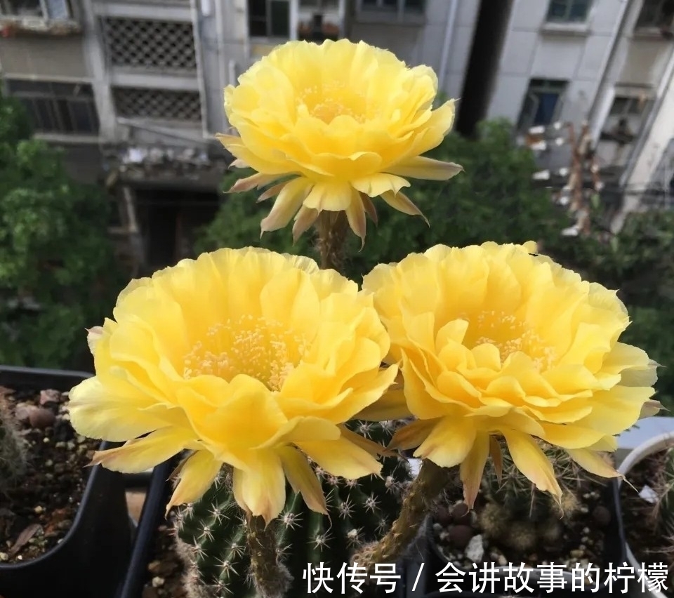 长寿花|5种“漂亮花”，喜欢毒日头，晒晒太阳，直接爆花快