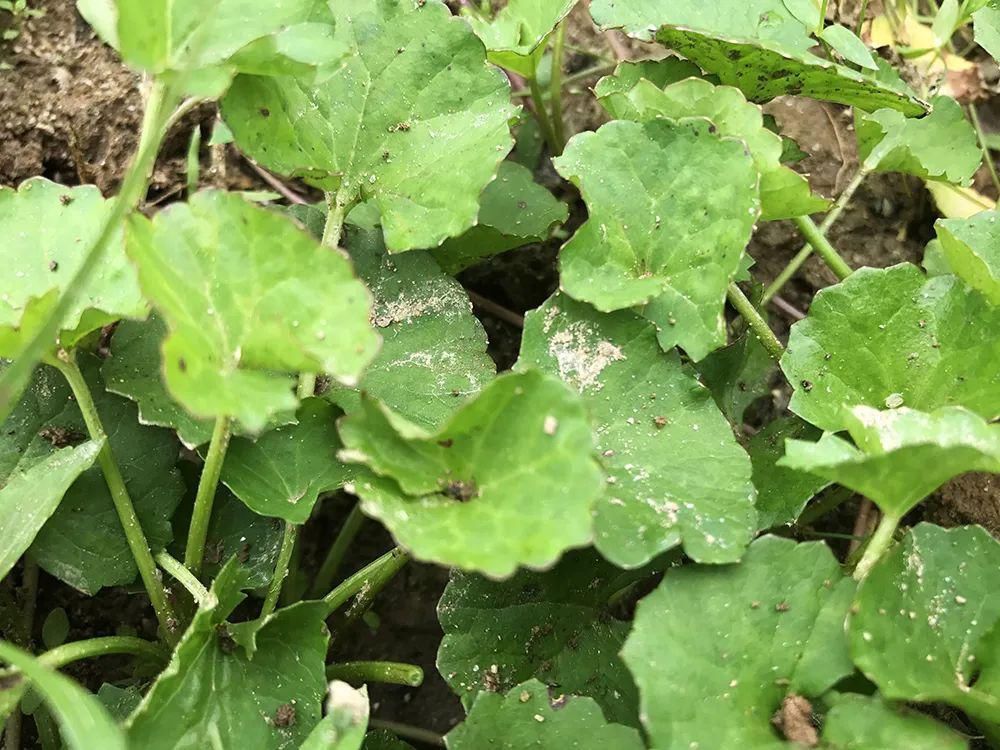 沙拉菜|若在野外遇到，别当杂草，它就是有名的“积雪草”，目前价值很高