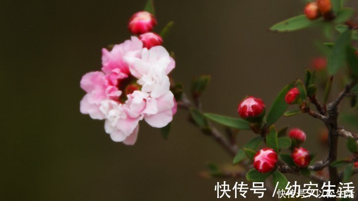 这4种花的花期”超长“，而且开花还勤，非常好养