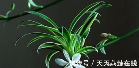 养眼|号称“养不死”的盆栽净化空气又养眼,手残党也能轻松养活