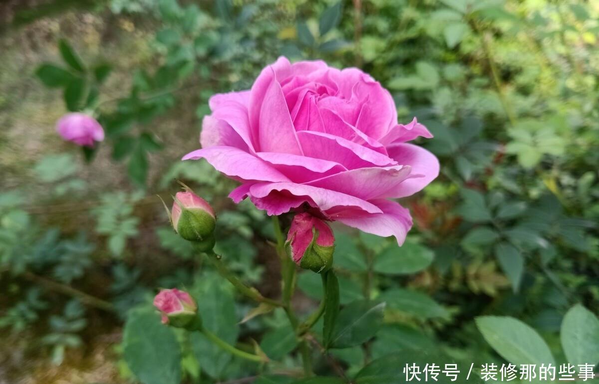 想要打造“高级”花园,春天种上“4种花”,颜值高,爱开花
