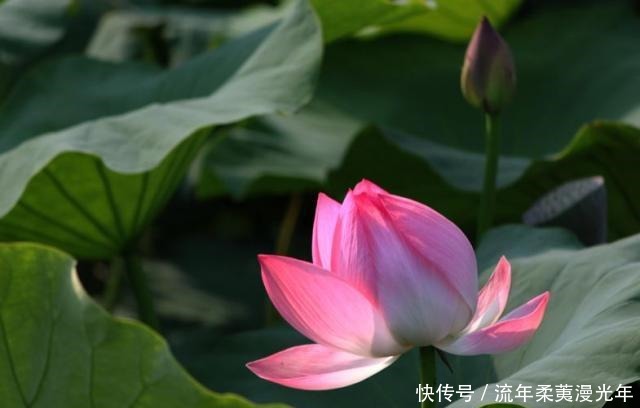 以夏日为题,请你写一首诗词