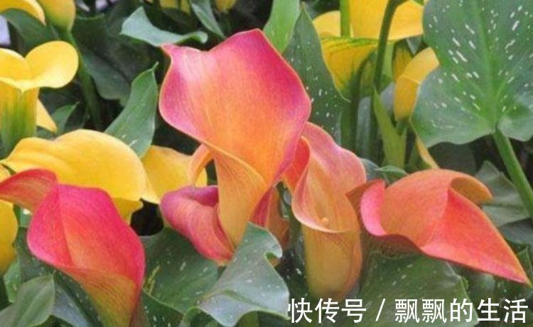 娇怯|最有仙气的几种花，迷人的花朵，花开不断，还能旺财！