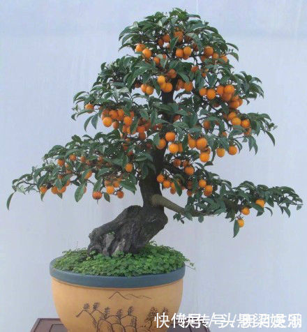 5种树型优美的盆景植物,观赏价值极佳,深受人们喜爱