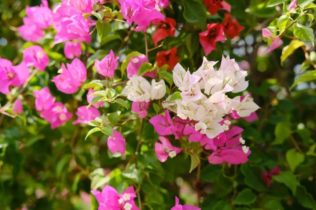 长寿花|9月后就养这些花，比绿萝好养，疯狂开花到明年！