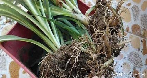 家里有这2花要忙起来,开春必须换盆换土,给它们的大白根好营养!