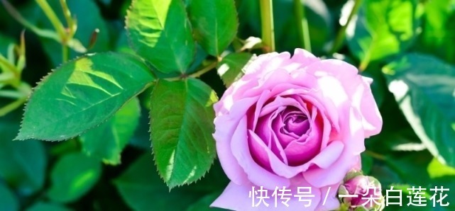 这植物有多“委屈”?在中国被当扫把用,在日本却身价百倍