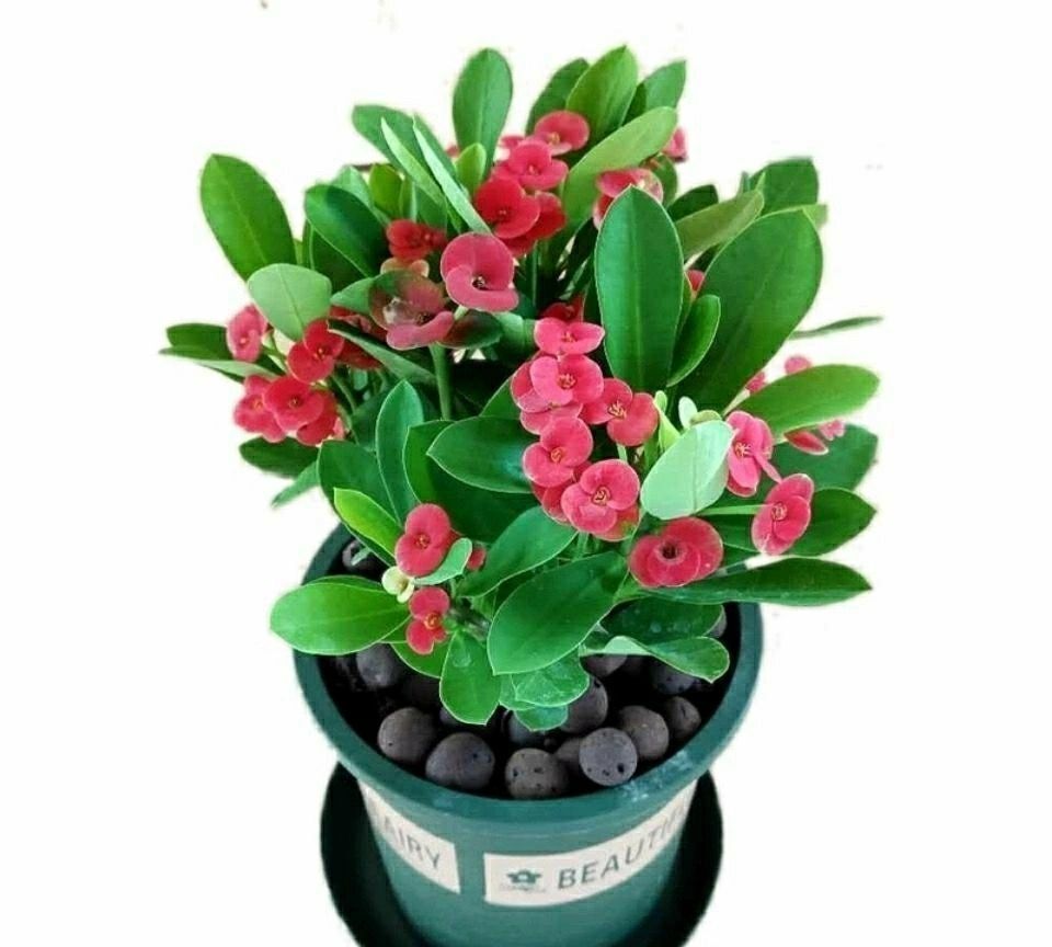 花卉|虎年春节不能少的4种虎花,养在家里虎虎生威,旺家有旺财