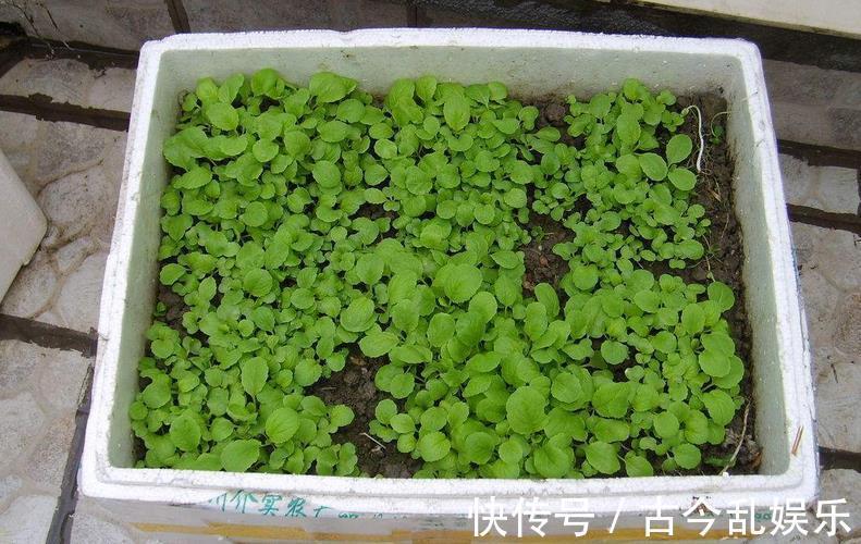 枝条|泡沫箱养花,既能扦插催根又能当花盆使,妙用真不少