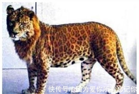 俄罗斯猪人是真的吗?认识那些真实存在的