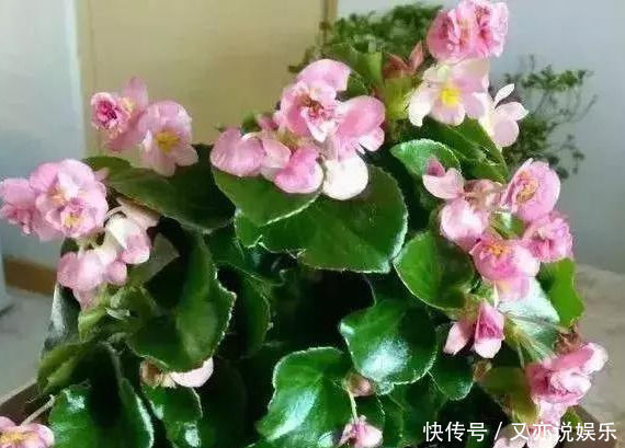 家里这几种花,哪怕干得“打蔫”,也不要往叶子喷水,否则只剩下花盆