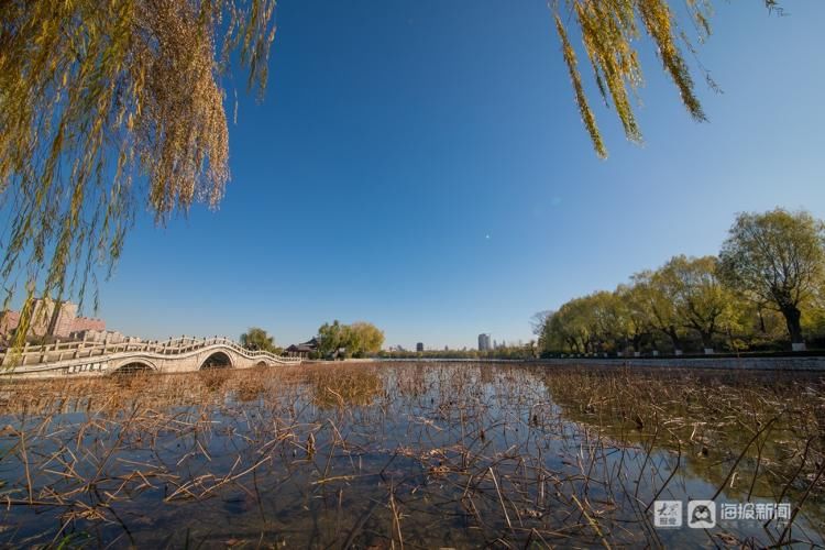 残荷|【组图】冬天的大明湖有多美，涟漪中静立着千万株残荷