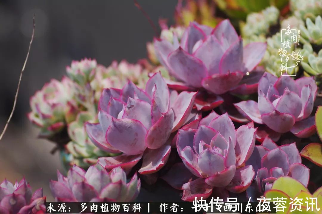 夏天|夏天日晒雨淋，秋老虎来势汹汹，你的多肉准备好逆袭了吗