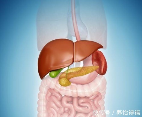 饮食习惯|连石头都能“消化”的鸡内金,能健脾化痰,但是很多人都不会用