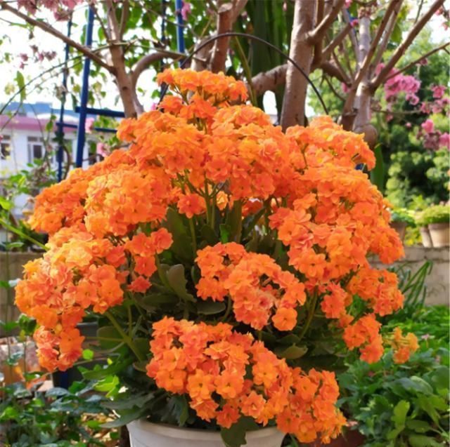 长寿花|有1种花,非常喜欢被“掐头”,不掐就是丑八怪,掐了全是花