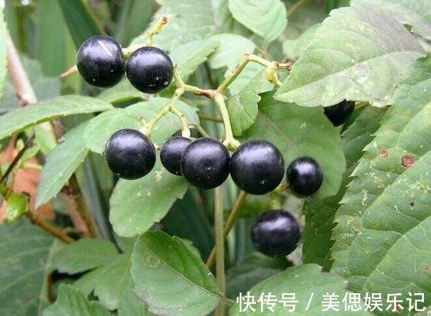 野草|农村人当成“野草”,城里人花钱买不找,遇到要找点回家